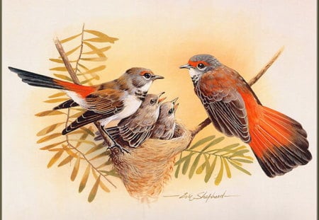 RUFOUS FANTAIL - chicks, nesting, female, male