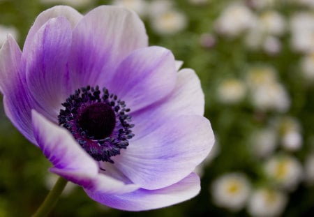 Purple - flowers, flower, nature, purple