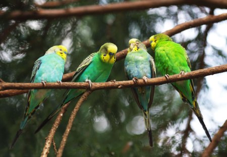 KITTY PARTY - nice, amazing, cool, parrot, bird, birds