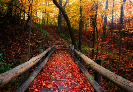 Autumn Path - stairs, autumn, trees, park, fall, woods, trails, wisconsin, steps, leaves, colors, grant park