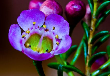 small_and_beautiful - nature, purple, flowers, light