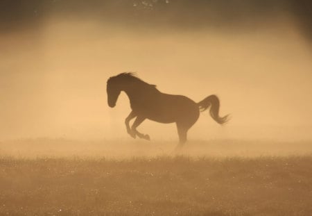 A KING OF HORSES