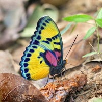 Colors on the wing