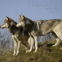 dakota and duma stalking their prey