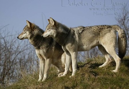 dakota and duma stalking their prey - duma, dakota, wolves, pery