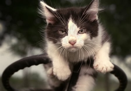 Hey dude, get off my way! - nice, animals, wonderful, race, steering wheel, amazing, car, pretty, driving, cute, cat, kitty, funny, stunning, kitten, nature, beautiful, cats, sweet, tiger