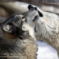 marion greeting tristan