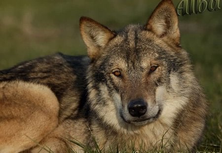 Alba's glance - glance, beauty, wolves, alba