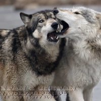 Chetan greets Tristan