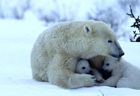 Tenderness - white, winter, wonderful, bear