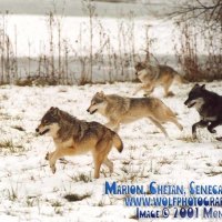 Marion,Chetan,Senca,Miska chasing prey