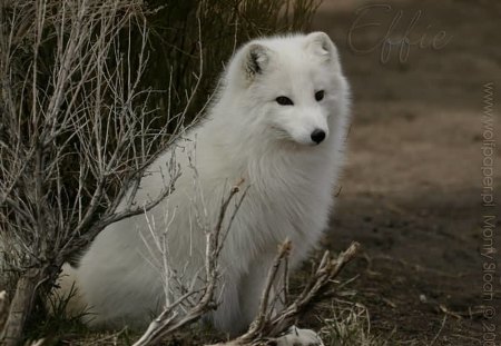 effie fox - effie, white, foxes, night