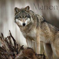 Marion on a tree stump