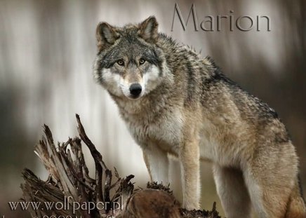 Marion on a tree stump - stumps, tree, wolves, marion