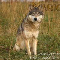 marion sitting in the meadow