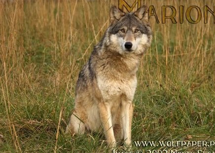 marion sitting in the meadow - meadows, wolves, marion, sitting