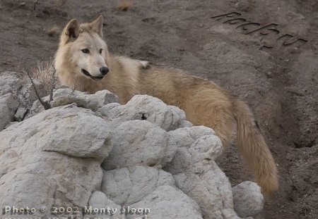 rocky climbing up her rocks - climbing, rocks, up, rocky, her