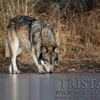 Tristan sniffing the ice