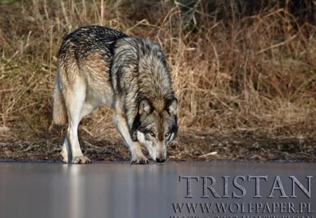 Tristan sniffing the ice - wolves, ice, pups, tristan, wolf pups