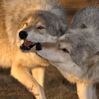 chetan greeting senca