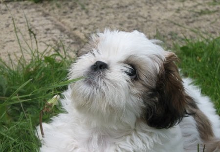 DOG IN DEEP THOUGHT - deep, thought, adorable, cute