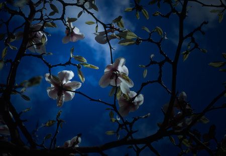 sunlight-exposure - flowers, moon, blossoms, mid, blue, sky, midnight, sunlight exposure