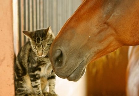 Friends - friends, love, horse, kitten