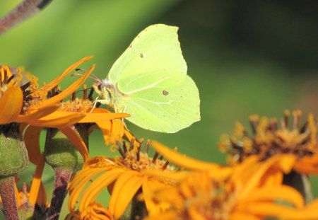 Yellow butterfly - harvest, yellow, summer, garden