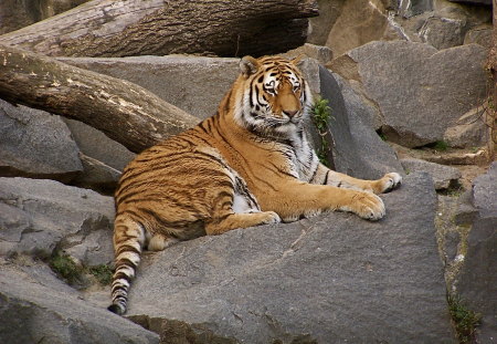 Panthera Tigris - tigris, panthera, altaica, altaica-tierpark, berlin