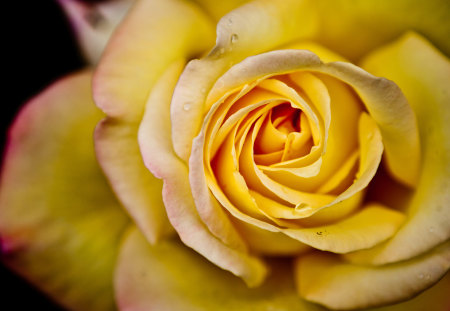 Yellow Rose - roses, flowers, yellow, nature