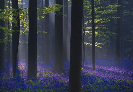 Lavender dawn - lavender, purple, rays, green, sunrise, forest, tree