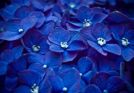 Blue - flowers, white, nature, blue