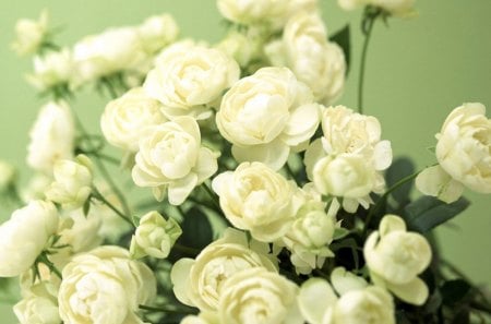 Small White Roses - roses, stems, white, leaves