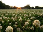 Field of Flowers