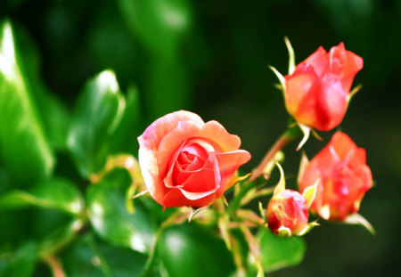 Roses - nature, roses, flower, photography