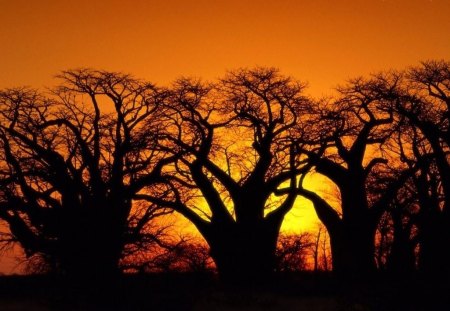 Sunset - nature, sunset, trees, beautiful