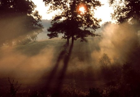 Tree - nature, sunset, trees, beautiful