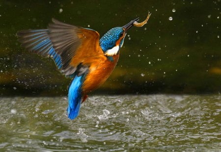 The catch - kingfisher, catch, fishing, water, black, bird, white, blue, orange