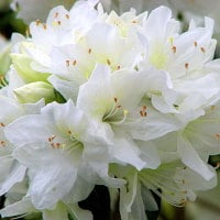 Beauty in white