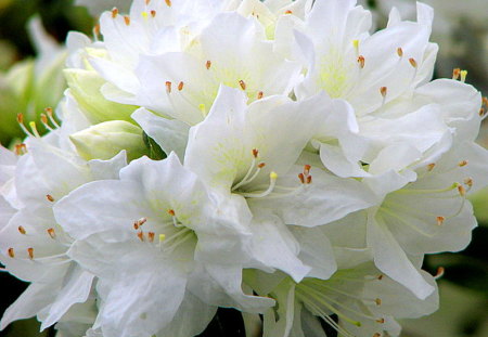 Beauty in white - white, beauty, group, flowers, green leaves