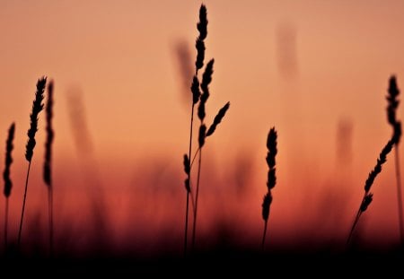 west_of_the_sun - nature, pretty, wheat, photography, sun, orange, black