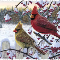 Cardinals in the Snow F2