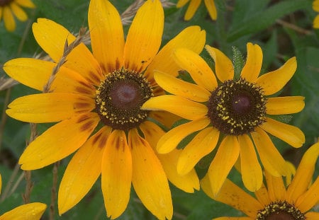 Black Eyed Susie - beauty, nature, yellow, plant, green, black, flower