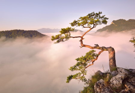 Tree - beauty, nature, sky, clouds, tree, mountains