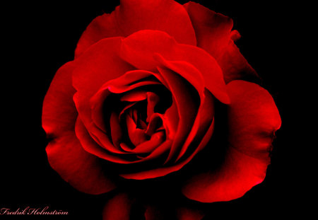 red Love - love, 3d, red, rose, flower