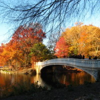 Beautiful red trees