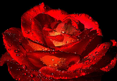 seduction - red, rose, 3d, wet, flower