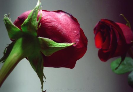 kiss_from_a_rose - roses, kiss, red, 3d, flowers, duet