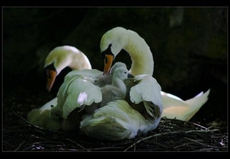 Under_Protection - duck, animals, family, swan