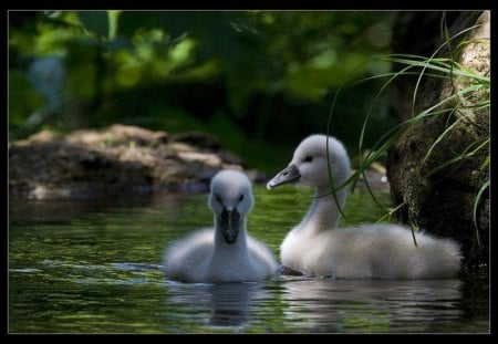 Un_P__tit_Coin_d__Paradis - ducks, lake, animals, little, swim